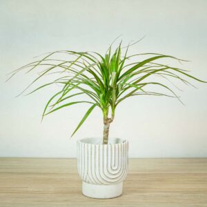 dracaena-marginata-dracena