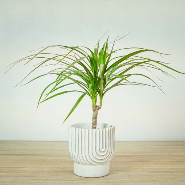 dracaena-marginata-dracena