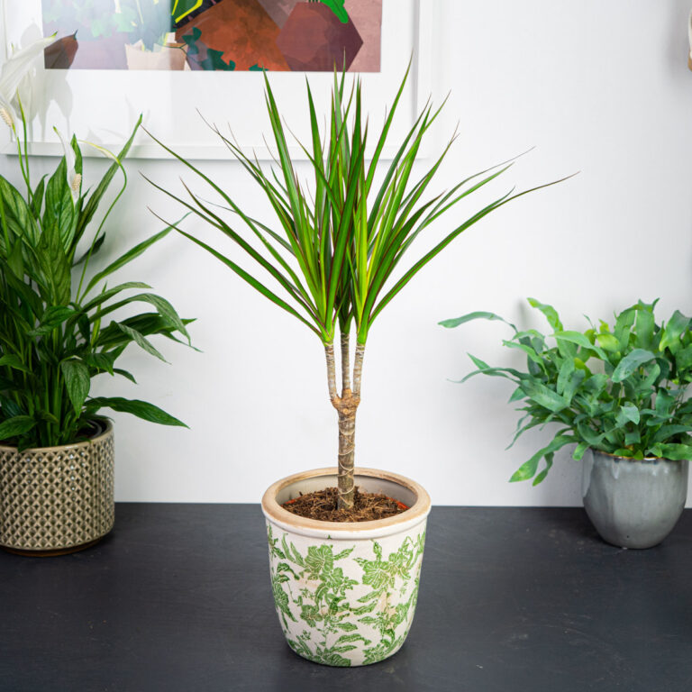 Dracaena marginata