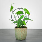 epipremnum-pinnatum-blue-form