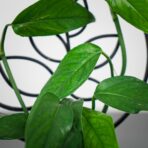 epipremnum-pinnatum-blue-form