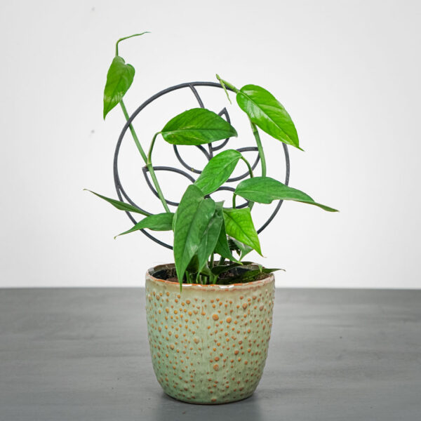 epipremnum-pinnatum-blue-form epipremnum-pinnatum-blue-form