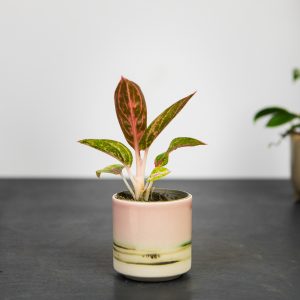 aglaonema-star-shinning-baby