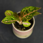 aglaonema-star-shinning-baby