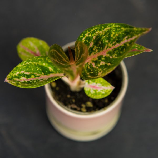 aglaonema-star-shinning-baby aglaonema-star-shinning-baby