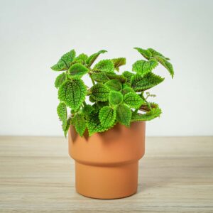 pilea-mollis-moon-valley