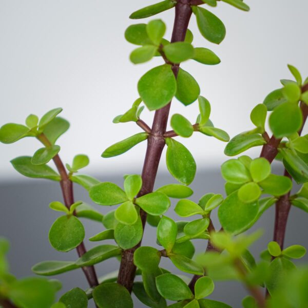 portulacaria-afra-green-crassula (2) portulacaria-afra-green-crassula