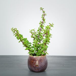 portulacaria-afra-green-crassula