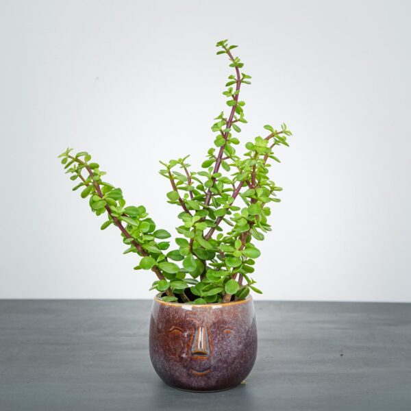 portulacaria-afra-green-crassula portulacaria-afra-green-crassula