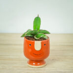 sansevieria-samurai
