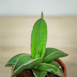 sansevieria-samurai