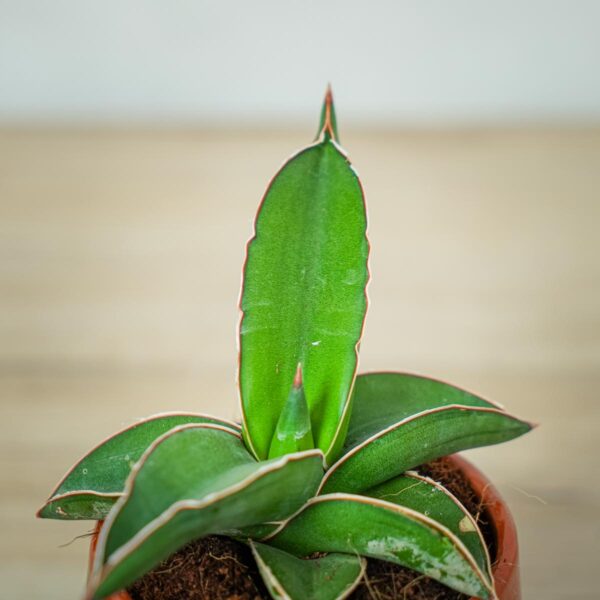 sansevieria-samurai (2) sansevieria-samurai