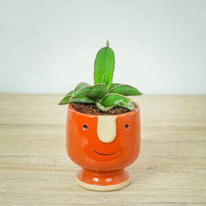 sansevieria-samurai