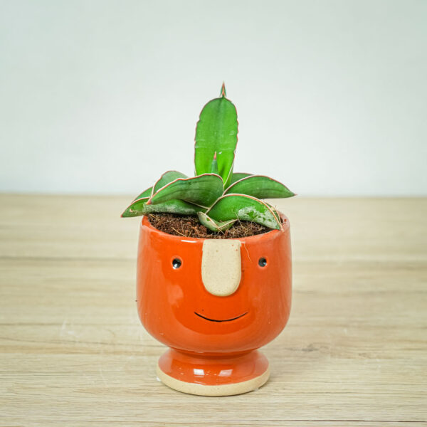 sansevieria-samurai sansevieria-samurai