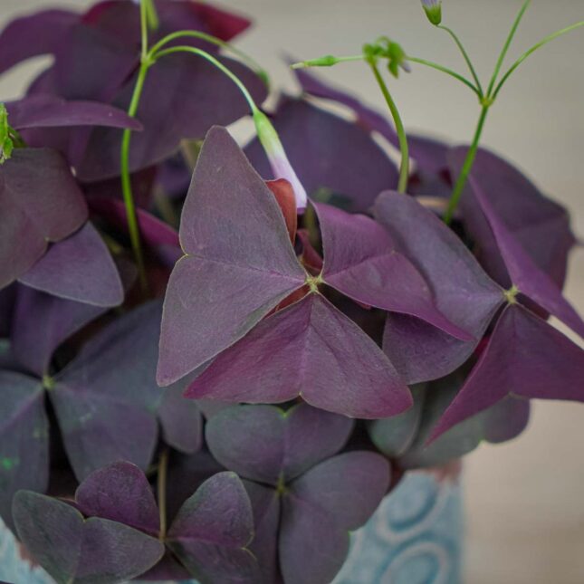 szczawik-purple-shamrock-oxalis-triangularis (2) szczawik-purple-shamrock-oxalis-triangularis