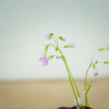 szczawik-purple-shamrock-oxalis-triangularis