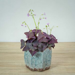 szczawik-purple-shamrock-oxalis-triangularis