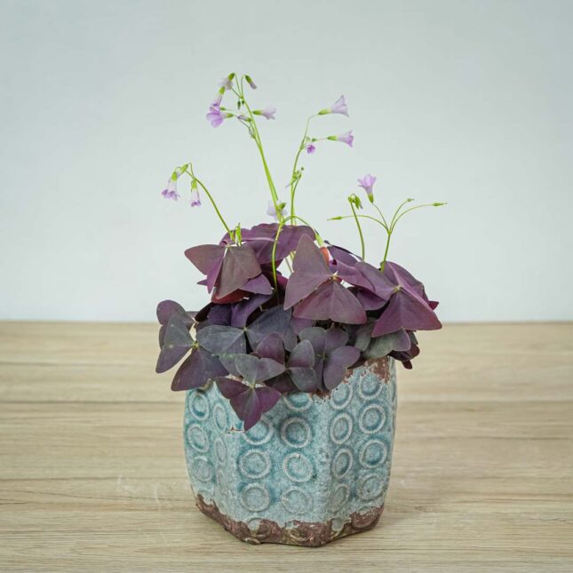 szczawik-purple-shamrock-oxalis-triangularis szczawik-purple-shamrock-oxalis-triangularis