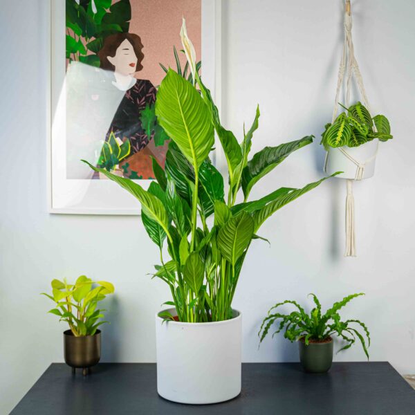 skrzydlokwiat-sweet-sebastian-spathiphyllum skrzydlokwia sweet sebastian-spathiphyllum