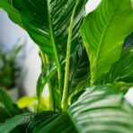skrzydlokwiat-sweet-sebastian-spathiphyllum