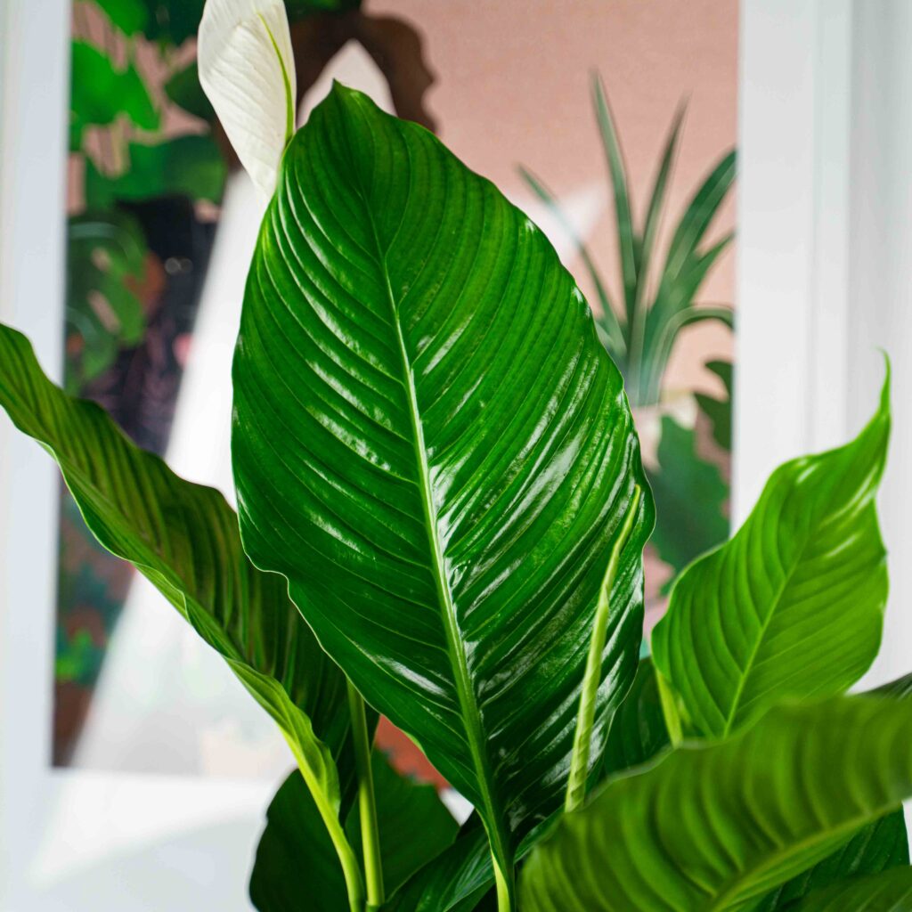 skrzydlokwiat sweet sebastian-spathiphyllum