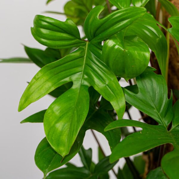 philodendron-pedatum philodendron-pedatum