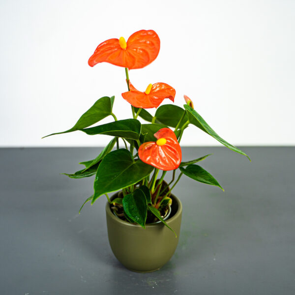 anthurium-orange anthurium-orange