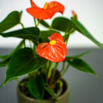 anthurium-orange