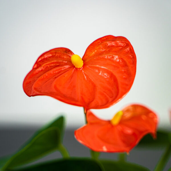 anthurium-orange anthurium-orange