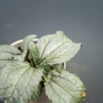 pilea-cadierei-ellen-baby
