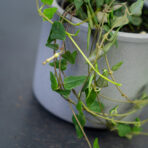 ceropegia-woodii-orange-river