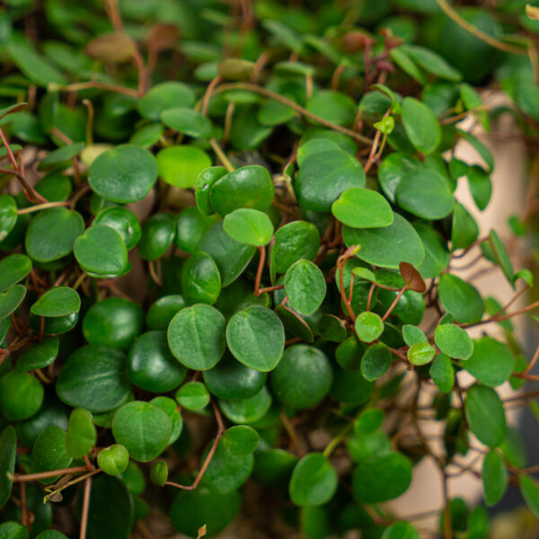 peperomia-pepperspot peperomia-pepperspot