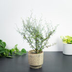 corokia-maori-green