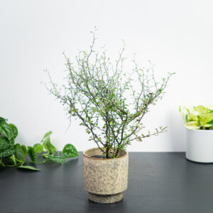 corokia-maori-green