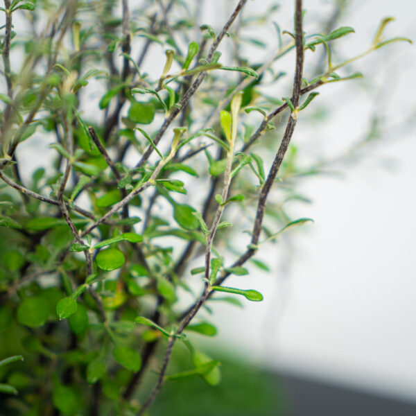 corokia-maori-green corokia-maori-green