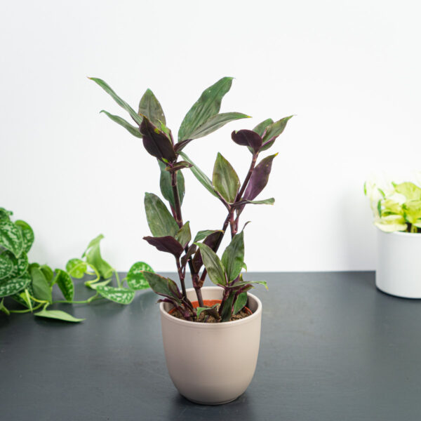 trzykrotka-spathacea-roxxo-tradescantia trzykrotka-spathacea-roxxo-tradescantia