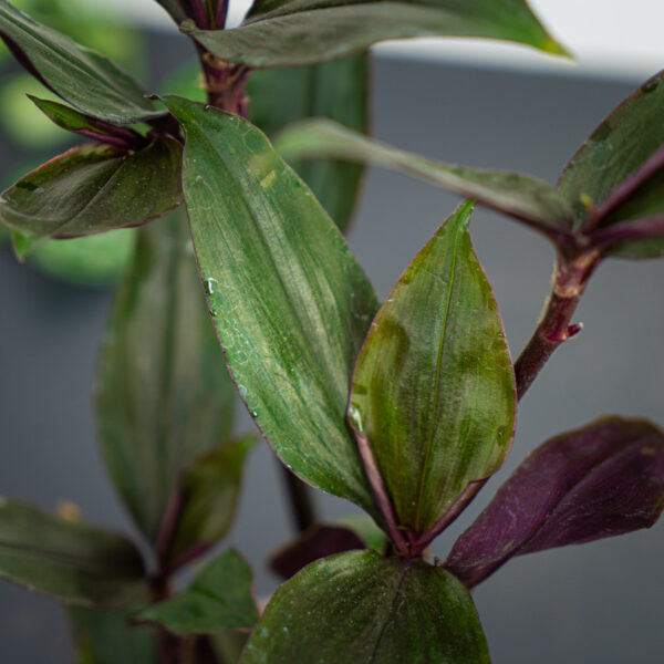 trzykrotka-spathacea-roxxo-tradescantia trzykrotka-spathacea-roxxo-tradescantia