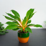 zestaw-zielistka-green-orange-w-oslonce