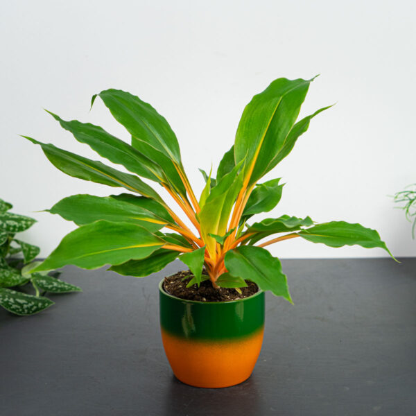 zestaw-zielistka-green-orange-w-oslonce zestaw-zielistka-green-orange-w-oslonce