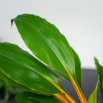 zestaw-zielistka-green-orange-w-oslonce