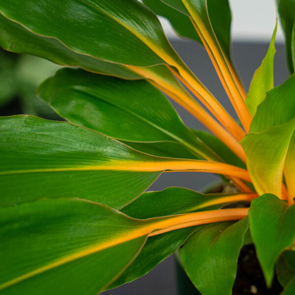 zestaw-zielistka-green-orange-w-oslonce zestaw-zielistka-green-orange-w-oslonce