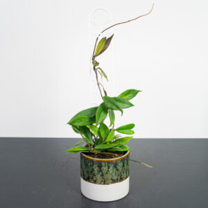 hoya-carnosa-dark-red