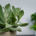 senecio-medley