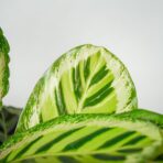 calathea-roseopicta-angela