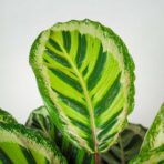calathea-roseopicta-angela