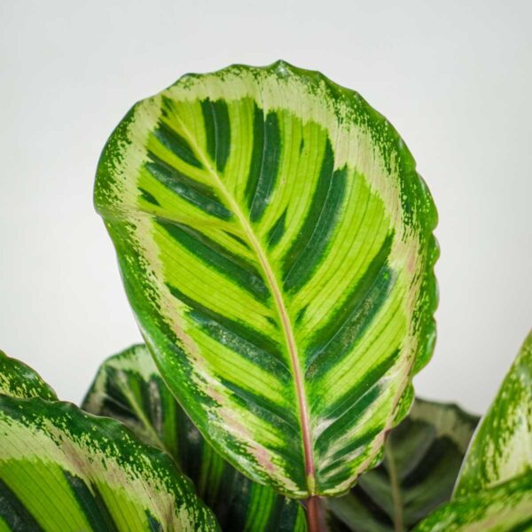 calathea-roseopicta-angela calathea-roseopicta-angela