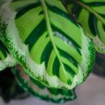 calathea-roseopicta-angela