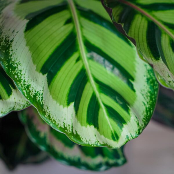 calathea-roseopicta-angela calathea-roseopicta-angela