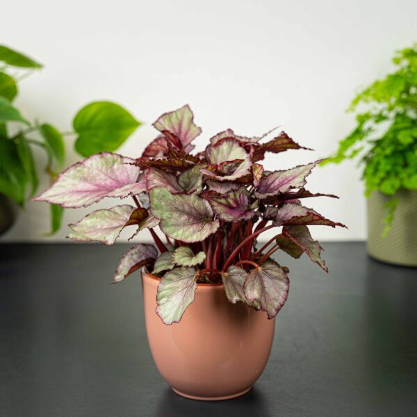 begonia-beleaf-maori-haze begonia-beleaf-maori-haze