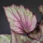 begonia-beleaf-maori-haze